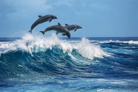 Three Beautiful Dolphins Jumping Over Breaking Waves Hawaii Pacific