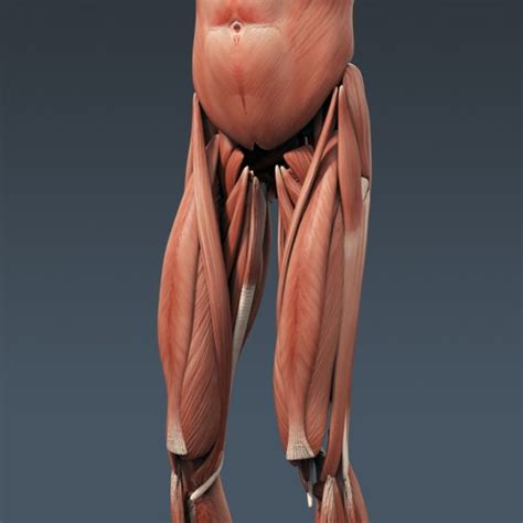 The polar bodies degrade and are not fertilized. Human Male Anatomy - Body Muscles Skeleton...