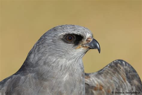 7921 Mississippi Kite Ictinia Mississippiensis Blackland Prairie