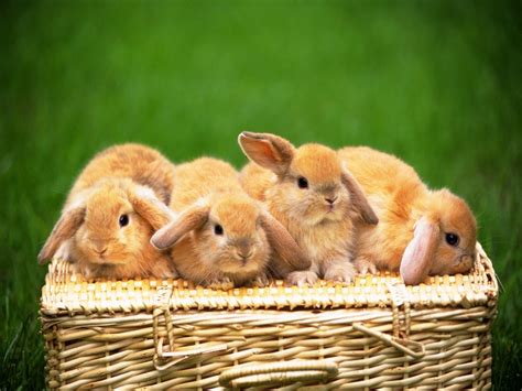 🔥 Download Hq Desktop Wallpaper Rabbits Bunny By Malikw Rabbit