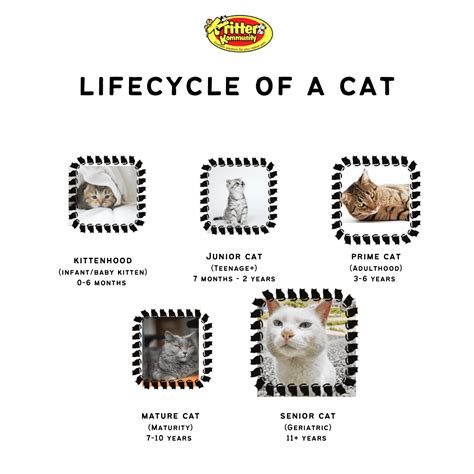The Life Cycle Of A Cat 2023 • Kritter Kommunity