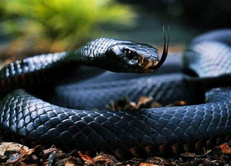 Black Mamba Snake Learn About Nature