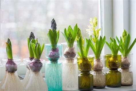 Growing Hyacinths Indoors In Water Thrive