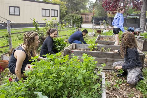 Student Garden Blossoms With Hands On Help From Uclas Gardening Club Daily Bruin