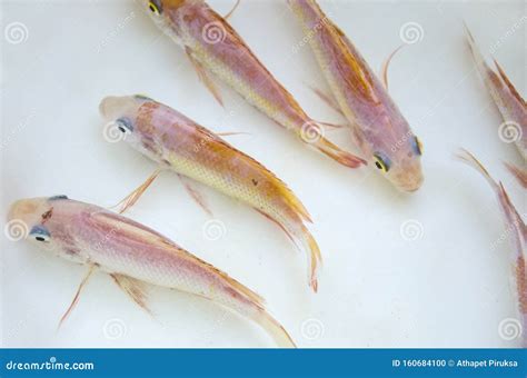 Red Nile Tilapia Fish In Clear Fresh Water Stock Photo Image Of