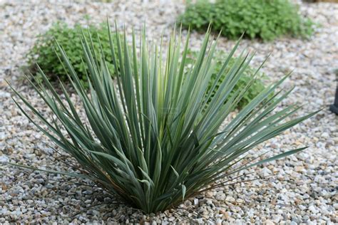Check spelling or type a new query. Yucca filamentosa × glauca - Tropengarten-Shop