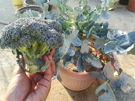 How To Grow Good Size Broccoli In Pots Containers Happy Home Gardening