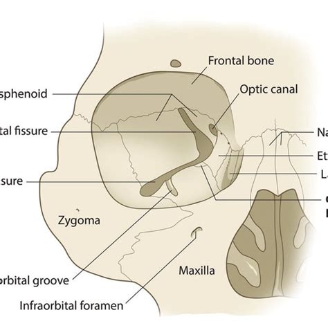 The Orbital Wall Consists Of Frontal Ethmoid Lacrimal Maxilla