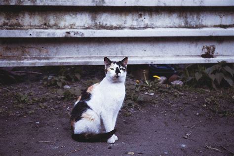 90 Free Pussycat And Cat Photos Pixabay