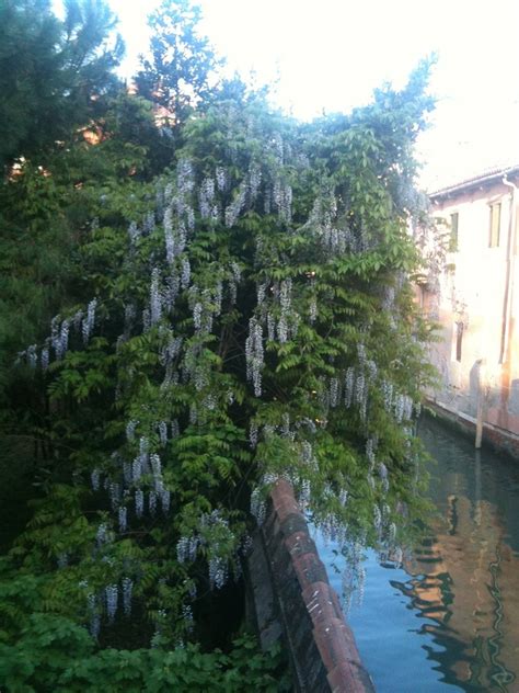 Maybe you would like to learn more about one of these? Wisteria blooming | Glyzinie