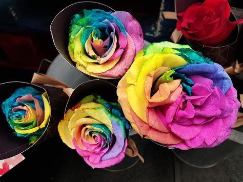 Are Rainbow Roses Real The Garden Of Eaden