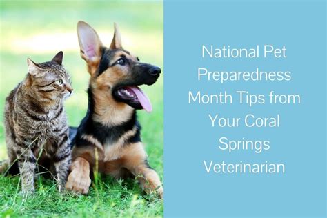 National Pet Preparedness Month Tips From Your Coral Springs