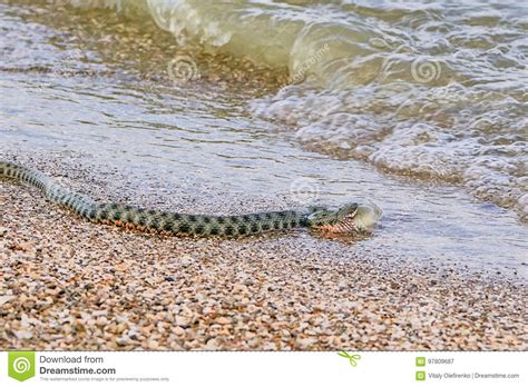 Natrix Natrix Reptile Also Called Water Snake Stock Photography