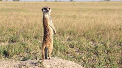 Meerkat On Sentry Duty While Other Meerkats Forage For Foodbotswana