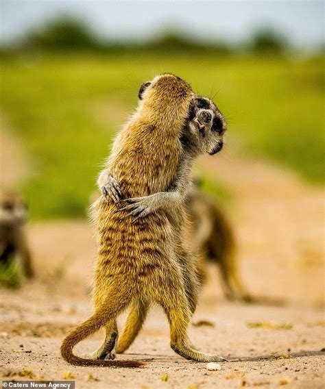 I Love You Meer Adorable Meerkats Hug As They Play In Botswana