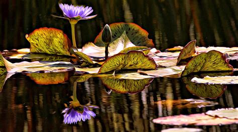 In The Lily Pond Digital Art By Ray Bilcliff Fine Art America