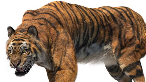 Tiger Anatomy D Model Turbosquid