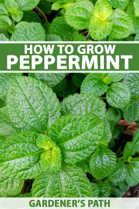 How To Grow And Care For Peppermint Plants Gardeners Path