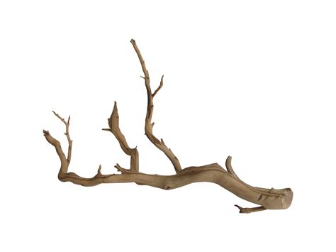 Preserved Driftwood Branch Chairish