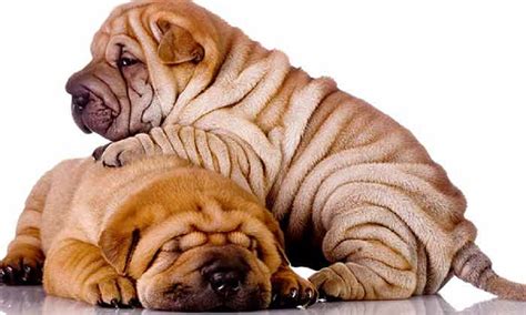 Top 10 Wrinkly Dog Breeds And Reasons We Love Them