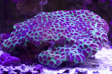 Coral Utra Favia Coral