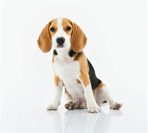 Download Puppy Dog Animal Beagle 4k Ultra Hd Wallpaper
