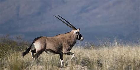 Photographing Oryx In New Mexico New Mexico Wildlife Magazine