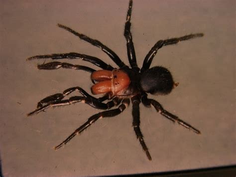 The 5 Most Dangerous Spiders Of Australia Flick Pest Control