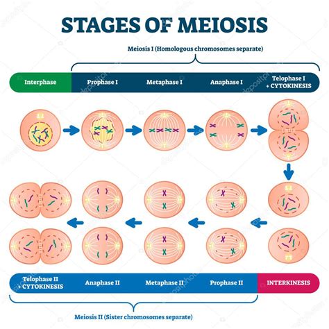 Diagrama De Meiosis
