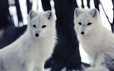 Download Wallpaper 3840x2400 Arctic Fox Wildlife Animal 4k Ultra Hd