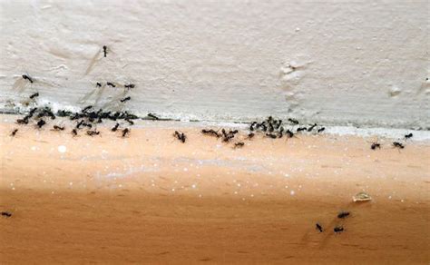 Le briciole possono essere altro motivo di invasione da formiche. 3 Cose che attirano le formiche in casa vostra, oltre al cibo
