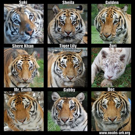 Every Tigers Stripe Patterns And Markings Are Different Just Like A