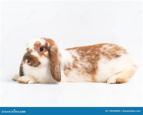 Cute Holland Lop Rabbit Lying On White Background Stock Image Image