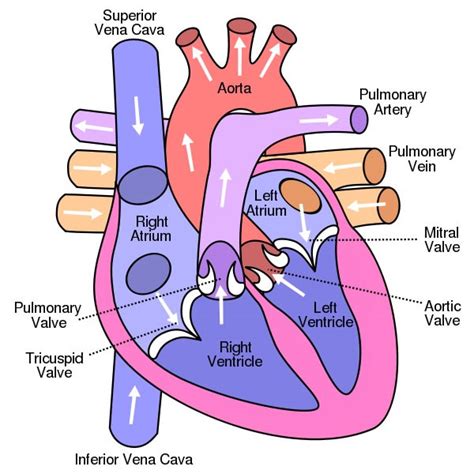 Diagrama Del Corazón Humano Y La Circulación Sanguínea En él Saludaio