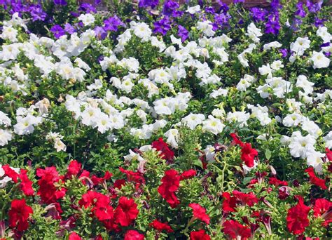 Red White And Blue Flower Garden And Planting A Flower Bed Flower Magazine