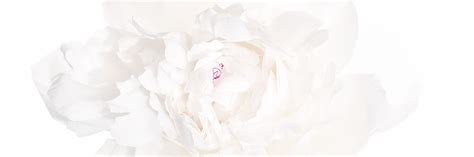 White On White Collection