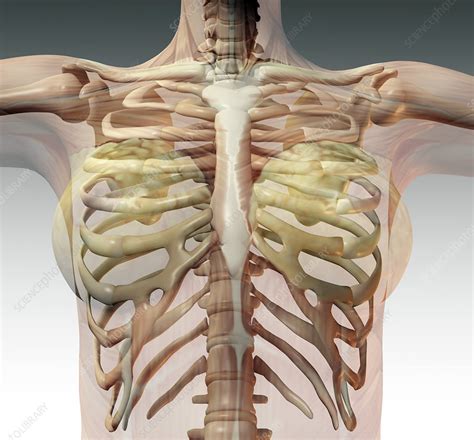 Female Ribcage Stock Image P1160678 Science Photo Library