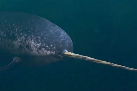 Where Are Narwhals Found How To See Them Polar Guidebook