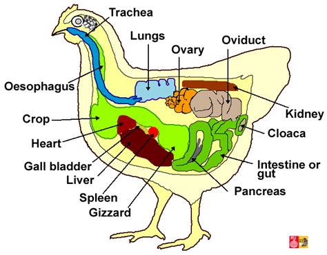 Chicken Anatomy 4 H Resources Pinterest