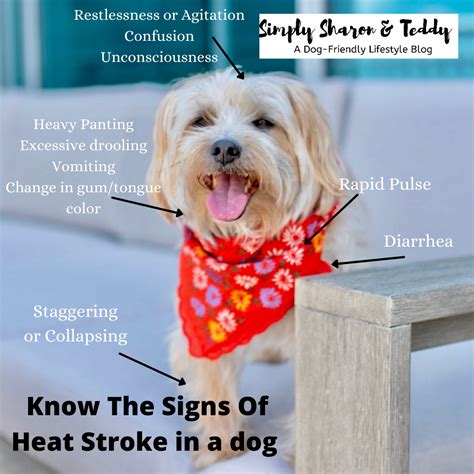 How Do I Know If My Dog Has Heat Exhaustion
