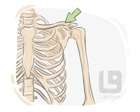 Definition And Meaning Of Collarbone Langeek