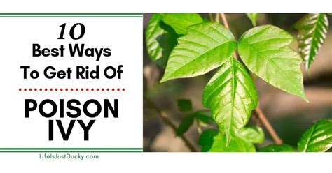 How To Get Rid Of Poison Ivy Plants In My Yard