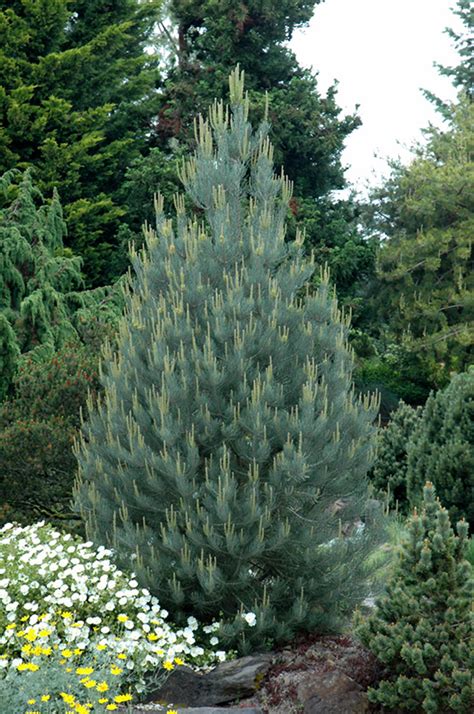 Singleleaf Pinyon Pine Pinus Monophylla In Vancouver Victoria Burnaby