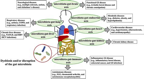 Frontiers Role Of The Gut Microbiota In Regulating Non Alcoholic