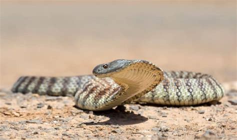 Las 10 serpientes más venenosas del mundo Travel Updates By Ariel