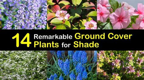 14 Remarkable Ground Cover Plants For Shade