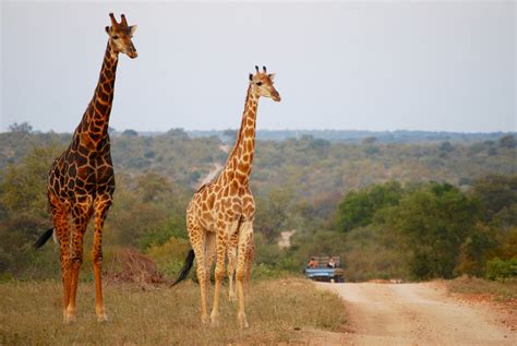 Top Routes To Drive In The Kruger National Park