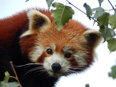 Red Panda Ailurus Fulgens Colchester Zoo Uk Ruta Stankeviciene