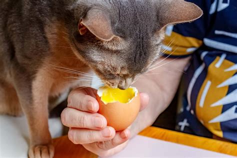Czy Koty Mogą Jeść Jajka Przedstawiamy Opinię Behawiorysty