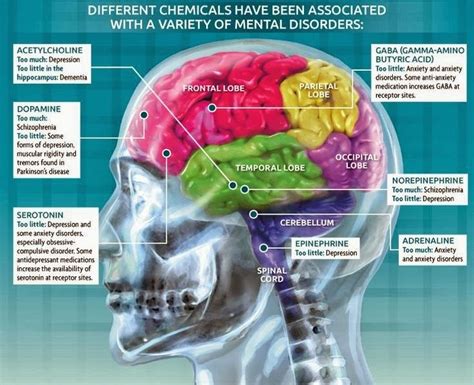 Mental Disorders And Their Brain Origins Teaching Psychology